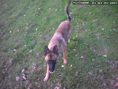 Malinois Hunde Foto 16348 Malinois kira am spielen...