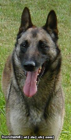 Malinois Hunde Foto 5014 Malinois Quivive vom Schwarzen Ulan