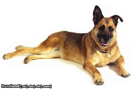 Malinois Hunde Foto 12236 Malinois Laika mit 13 Jahren bei einem Fotoshooting als Geschenk für ihr Frauchen zum Geburtstag.