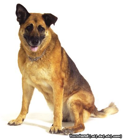 Malinois Hunde Foto 12237 Malinois Laika mit 13 Jahren bei einem Fotoshooting als Geschenk für ihr Frauchen zum Geburtstag.