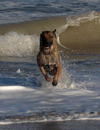 Malinois Hunde Foto 28680 Malinois Lavignac van de Vroomshoeve