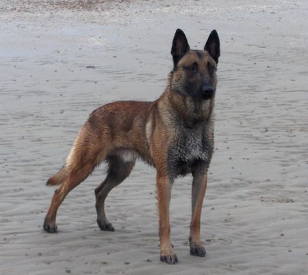 Malinois Hunde Foto 28684 in höherer Auflösung ansehen Malinois Lavignac van de Vroomshoeve