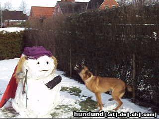 Malinois Hunde Foto 45551 in höherer Auflösung ansehen Malinois