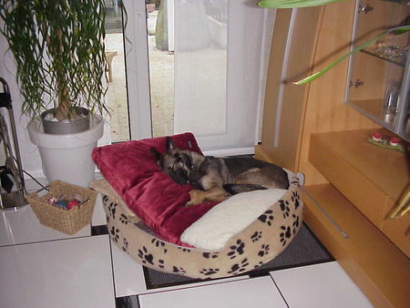 Malinois Hunde Foto 36370 in höherer Auflösung ansehen Malinois Prinzessin auf der Erbse