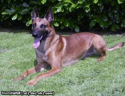 Malinois Hunde Foto 12977 Malinois