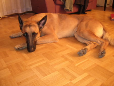 Malinois Hunde Foto 28811 Malinois Naa?? Bin Ich nicht schöhn?!