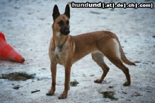 Malinois Hunde Foto 5257 Malinois Belle von Löwenfels, Zuchthündin der Zuchtstätte