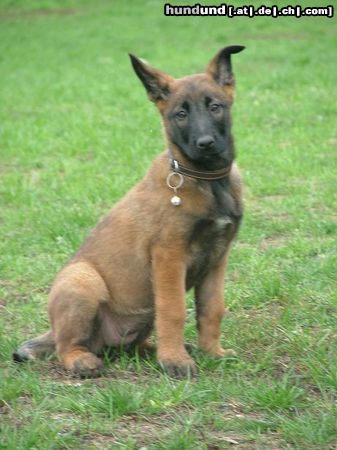 Malinois Hunde Foto 16350 in höherer Auflösung ansehen Malinois