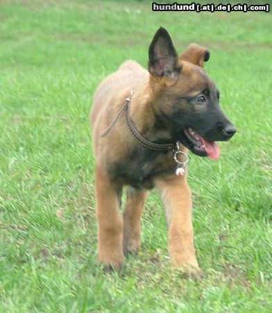 Malinois Hunde Foto 16351 in höherer Auflösung ansehen Malinois