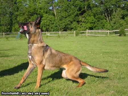 Malinois Hunde Foto 25339 in höherer Auflösung ansehen Malinois Mira du Mont St. Aubert