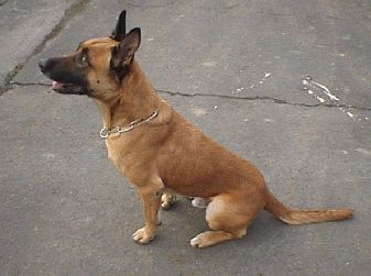 Malinois Hunde Foto 1978 Malinois Nero war ein sehr intelligenter, charaktervoller Diensthund. Schön und gehorsam auch.