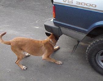 Malinois Hunde Foto 1979 Malinois Nero bei der Arbeit - auf der Suche nach Drogen. Schank und beweglich.