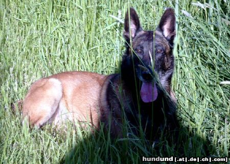 Malinois Hunde Foto 5469 Malinois Nando de Virlevent