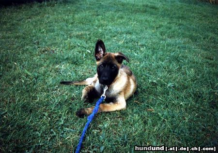 Malinois Hunde Foto 5470 Malinois Nando im Alter von 10 Wochen