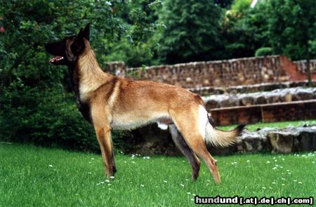 Malinois Hunde Foto 5472 Malinois Nando mit 18 Mon.