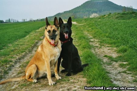 Malinois Hunde Foto 13211 Malinois Sandy, Mali 9 Jahre, mit Freundin Negra