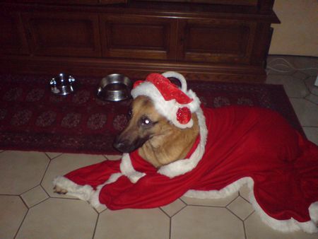 Malinois Hunde Foto 43236 Malinois Ich wünsche euch gesegnete Weihnachten