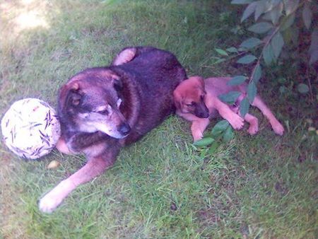 Malinois Hunde Foto 42759 Malinois Nero mit 9 Wochen und seiner