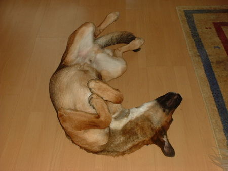 Malinois Hunde Foto 30930 Malinois zZzZZ
