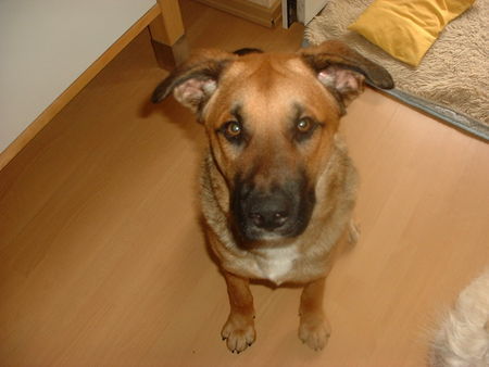 Malinois Hunde Foto 30931 Malinois Hallo.. =)