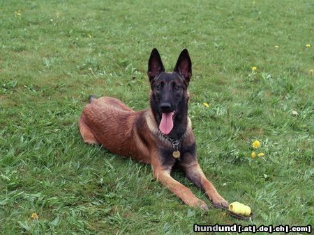 Malinois Hunde Foto 23475 in höherer Auflösung ansehen Malinois Mira