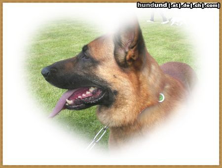 Malinois Hunde Foto 44333 in höherer Auflösung ansehen Malinois Nero Mai 2009