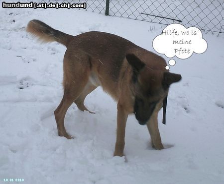Malinois Hunde Foto 45488 in höherer Auflösung ansehen Malinois Nero im Schnee