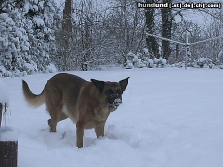 Malinois Hunde Foto 45542 in höherer Auflösung ansehen Malinois Nero Januar 2010