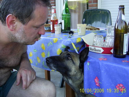 Malinois Hunde Foto 37356 in höherer Auflösung ansehen Malinois Ich habe immer hunger