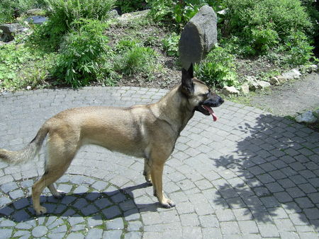 Malinois Hunde Foto 31734 in höherer Auflösung ansehen Malinois Hier lässt sie sich endlich mal stehend fotografieren