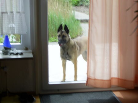 Malinois Hunde Foto 40585 in höherer Auflösung ansehen Malinois Sie beobachtet alles und lässt mich nicht aus ihren Augen! Ich liebe diesen hund über alles.