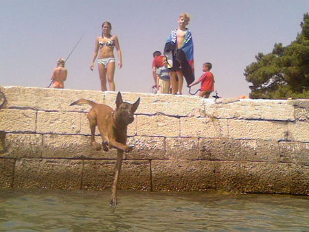 Malinois Hunde Foto 36365 in höherer Auflösung ansehen Malinois Kroatischer Flug- MALI