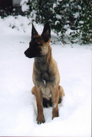 Malinois Hunde Foto 2085 Malinois Blackneck`s Qubik, 4 Monate alt