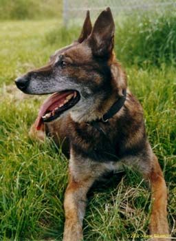 Malinois Hunde Foto 1975 Malinois Rico ist ein pensionierter Diensthund (K9 - Explosives)