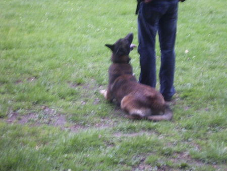 Malinois Hunde Foto 39230 in höherer Auflösung ansehen Malinois schon