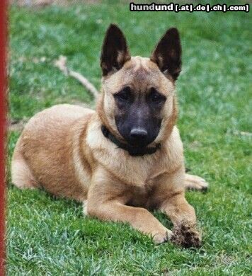 Malinois Hunde Foto 5236 Malinois Reggi v.d.Waldfeenhöhe, 4 Monate alt