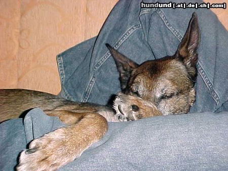 Malinois Hunde Foto 9279 Malinois Schnarch...