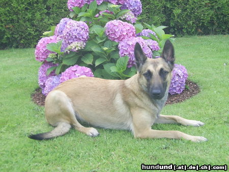 Malinois Hunde Foto 26264 in höherer Auflösung ansehen Malinois Meine Cim ist 11/2 jahre alt und sehr verschnust,aufmerksamund folgsam