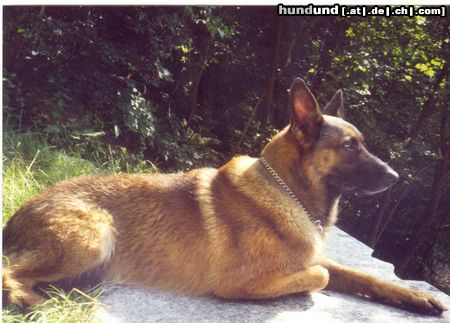 Malinois Hunde Foto 14949 in höherer Auflösung ansehen Malinois BENNO