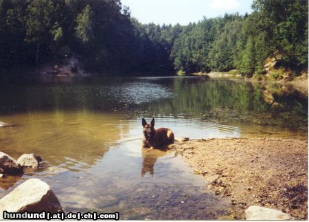 Malinois Hunde Foto 14948 in höherer Auflösung ansehen Malinois BENNO