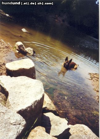 Malinois Hunde Foto 14950 in höherer Auflösung ansehen Malinois BENNO