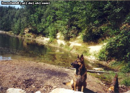 Malinois Hunde Foto 14951 in höherer Auflösung ansehen Malinois BENNO