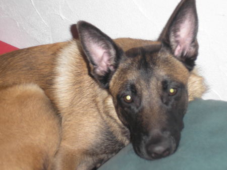 Malinois Hunde Foto 32602 Malinois Molly erwachsen