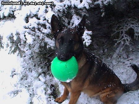 Malinois Hunde Foto 2693 Malinois Tapu aus Namibia (4 Jahre)