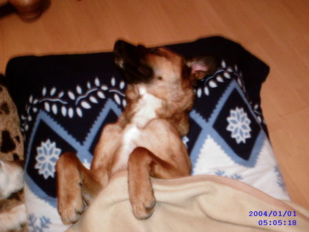 Malinois Hunde Foto 30933 Malinois gute nacht