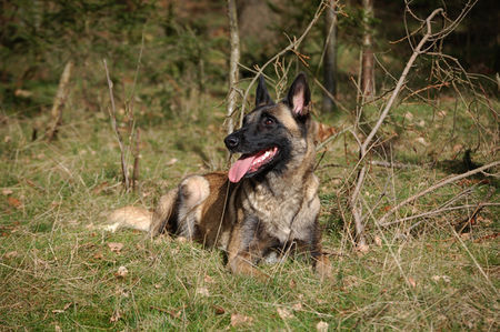 Malinois Hunde Foto 41765 in höherer Auflösung ansehen Malinois Fiona 3J.
