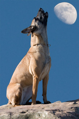Malinois Hunde Foto 43082 in höherer Auflösung ansehen Malinois Enya macht den Wolf...