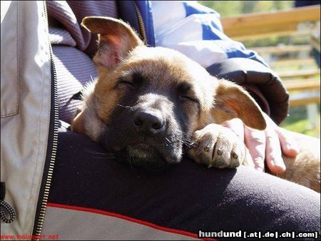 Malinois Unika des Teutones mit 8 Wochen