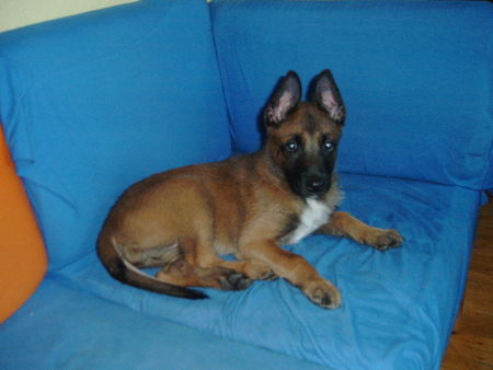 Malinois Hunde Foto 32597 Malinois kleiner Mali,ganz süß