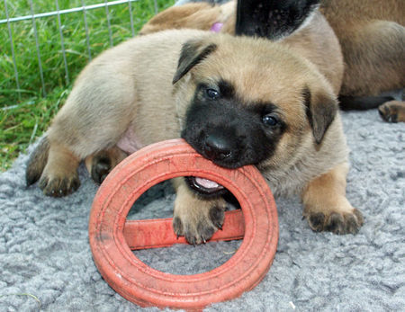 Malinois Hunde Foto 40254 in höherer Auflösung ansehen Malinois Ahab